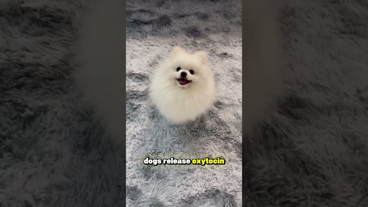 5 способов, которыми собаки делают вас счастливее 😊🐕