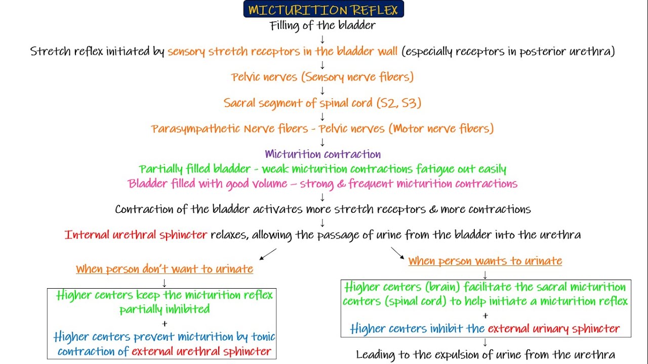 Micturition Reflex. Chapter 26 part 5. Guyton and Hall Physiology.