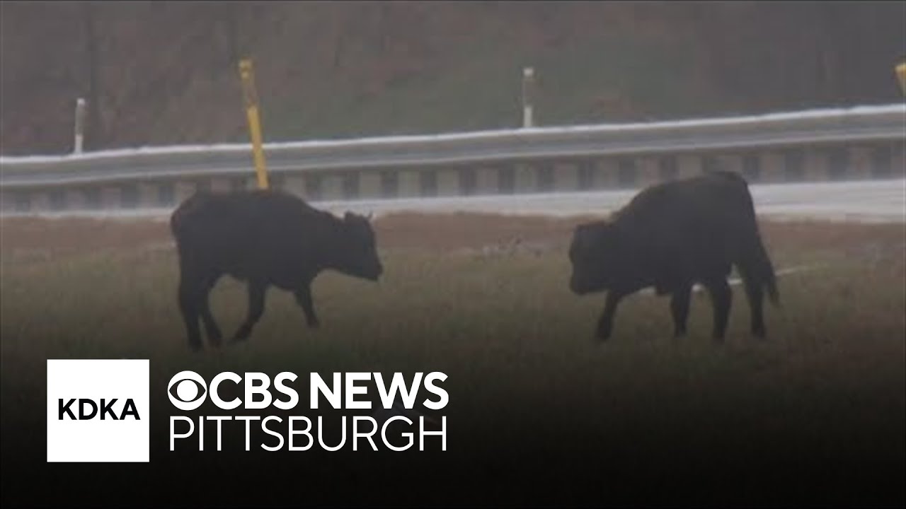 2 calves found safe after escaping from Pittsburgh-area farm