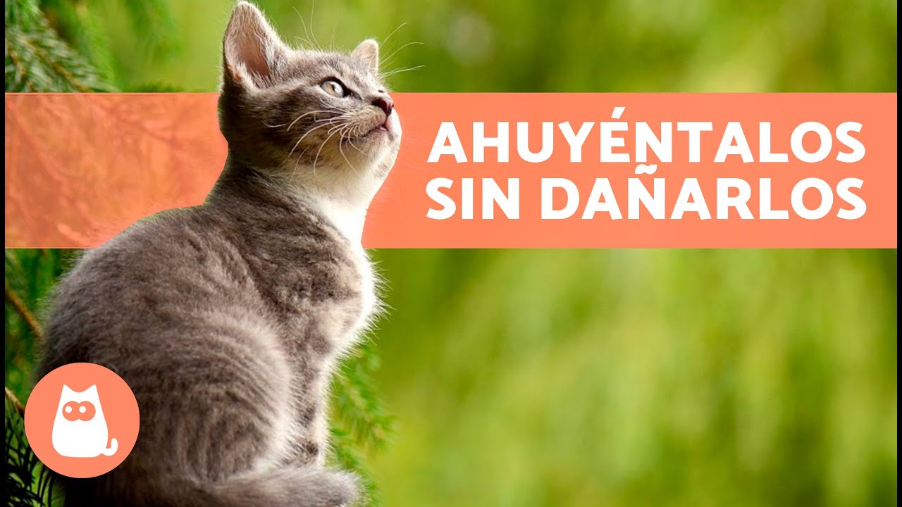 Cómo AHUYENTAR GATOS CALLEJEROS Sin Hacerles Daño 🐈💨 (7 Repelentes para Gatos)