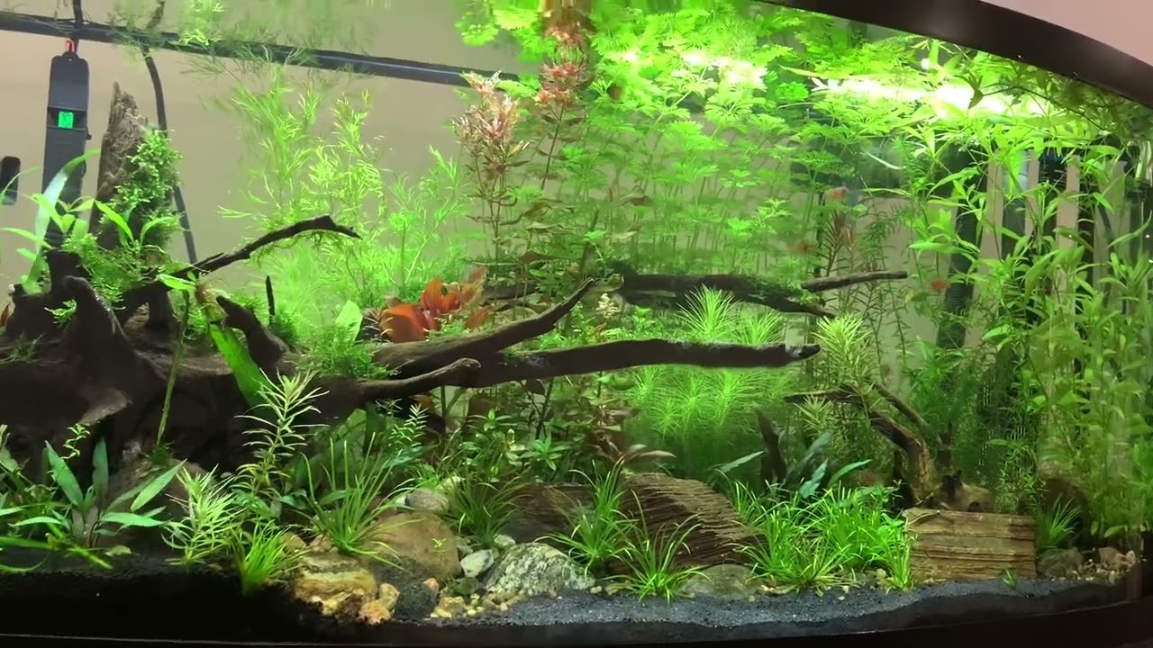 Von Rio (flame) tetra
