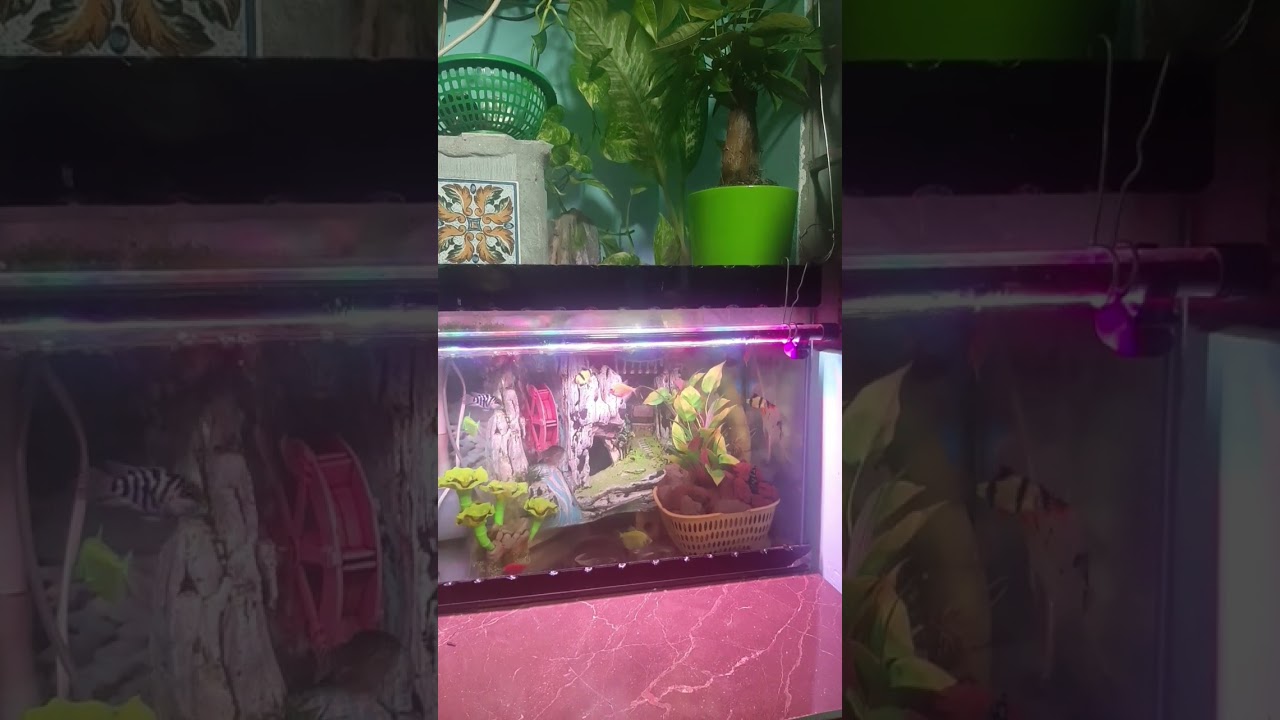 hồ c&aacute; mini #khinguyenvlog