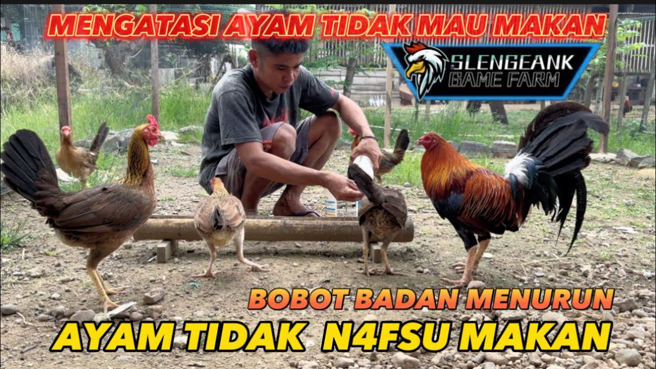 AYAM TIDAK MAU MAKAN ‼️ CARA MENGATASI NAFSU MAKAN AYAM MENURUN ‼️