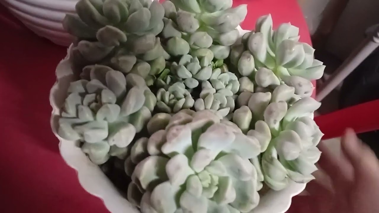 New plants fr. Benguet || Update na din sa ibang succulents🪷❤️