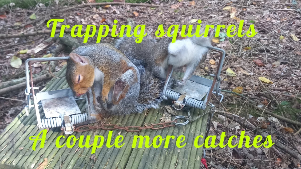 Checking The Traps
