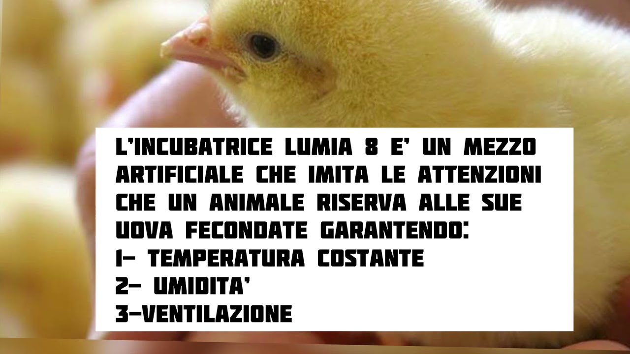 Come usare l’incubatrice Borotto Lumia 8