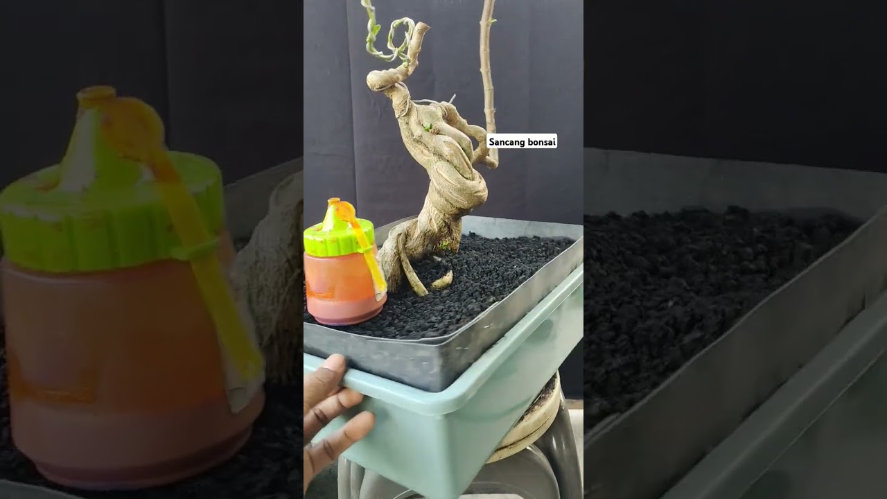 sancang bonsai #bonsaimania #bonsaisancang #bonsaimeliuk