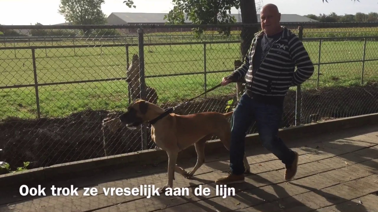 Anniek Winters hondengedragsdeskundige | Puck sleept baasjes mee