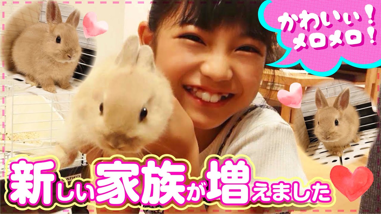【新しい家族】初めてうさぎを飼いました♪購入からおうち作り、名前決めまで🐰💞