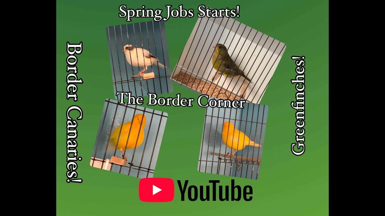The Border Corner - Series 3 Episode 5 - Spring Tasks for Canaries & Greenfinches!! Canary Birds!