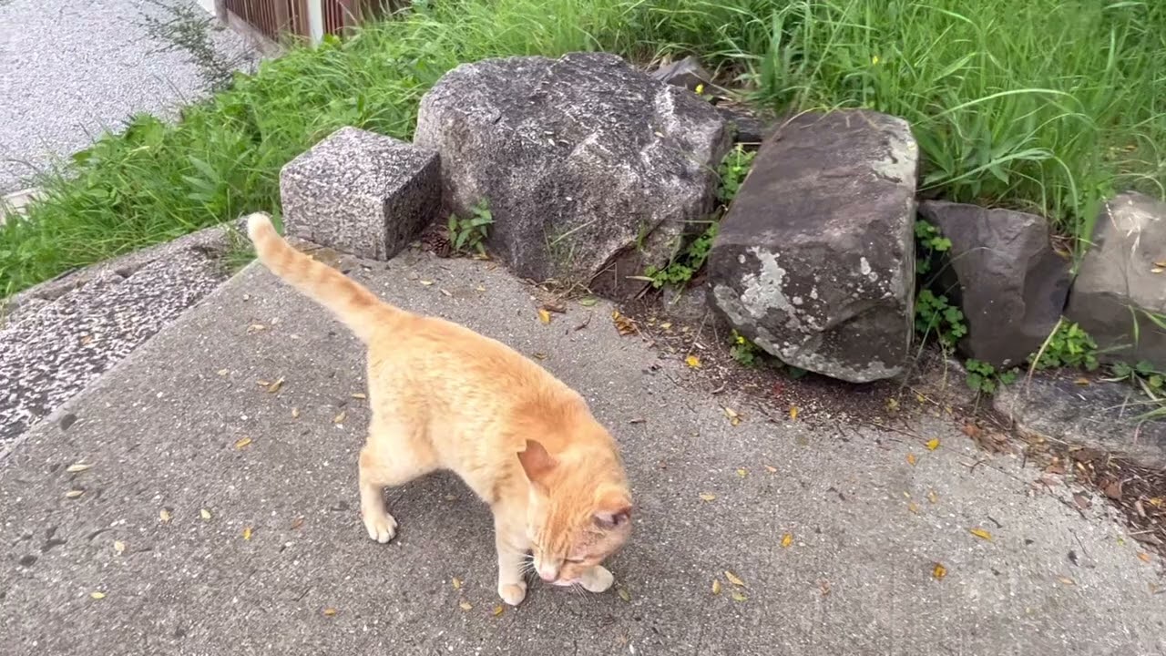 豊姫玉神社❷⛩🐈💓 #ネコ meow #adorablecats  #ねこ癒やし #島猫#地域猫 #communitycats #japan #catisland #貓咪 #貓 #고양이 #고양이상