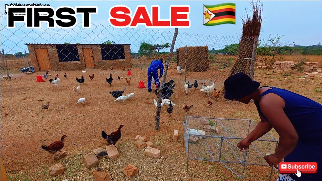 Моя первая продажа курицы и индейки | Развитие сельских районов 🇿🇼