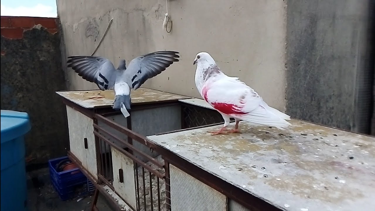 Paloma al aire ❤️.. la mañana en el palomar. palomos deportivos. cullera. Valencia