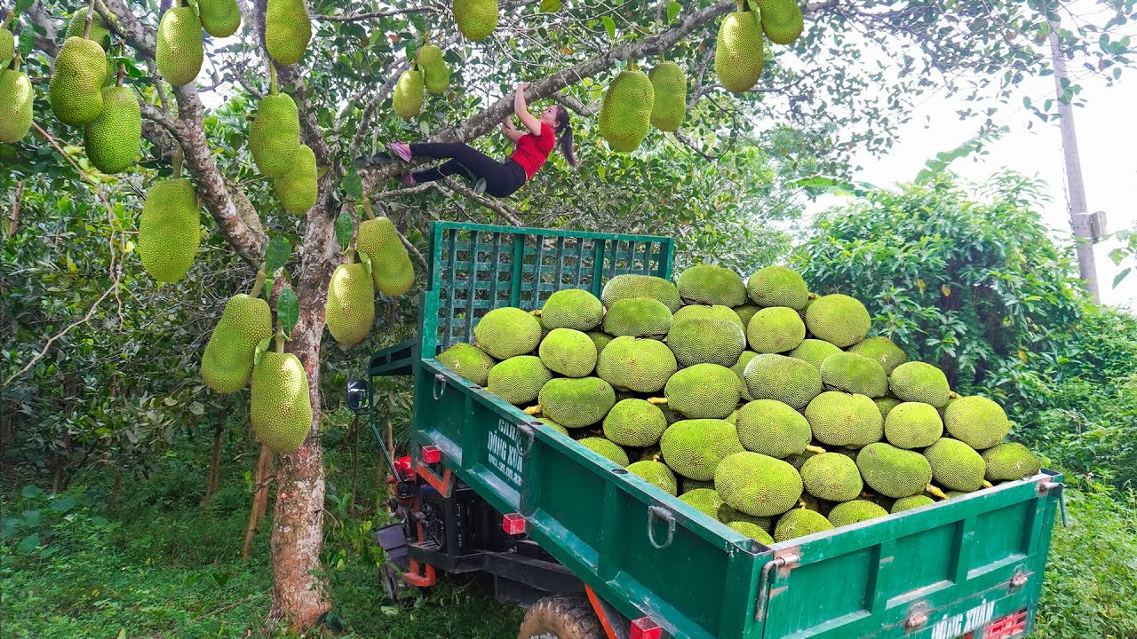 [30 Days] Use Trucks For Harvesting And Go To Market Sell - Harvest a Truckload of Jackfruit