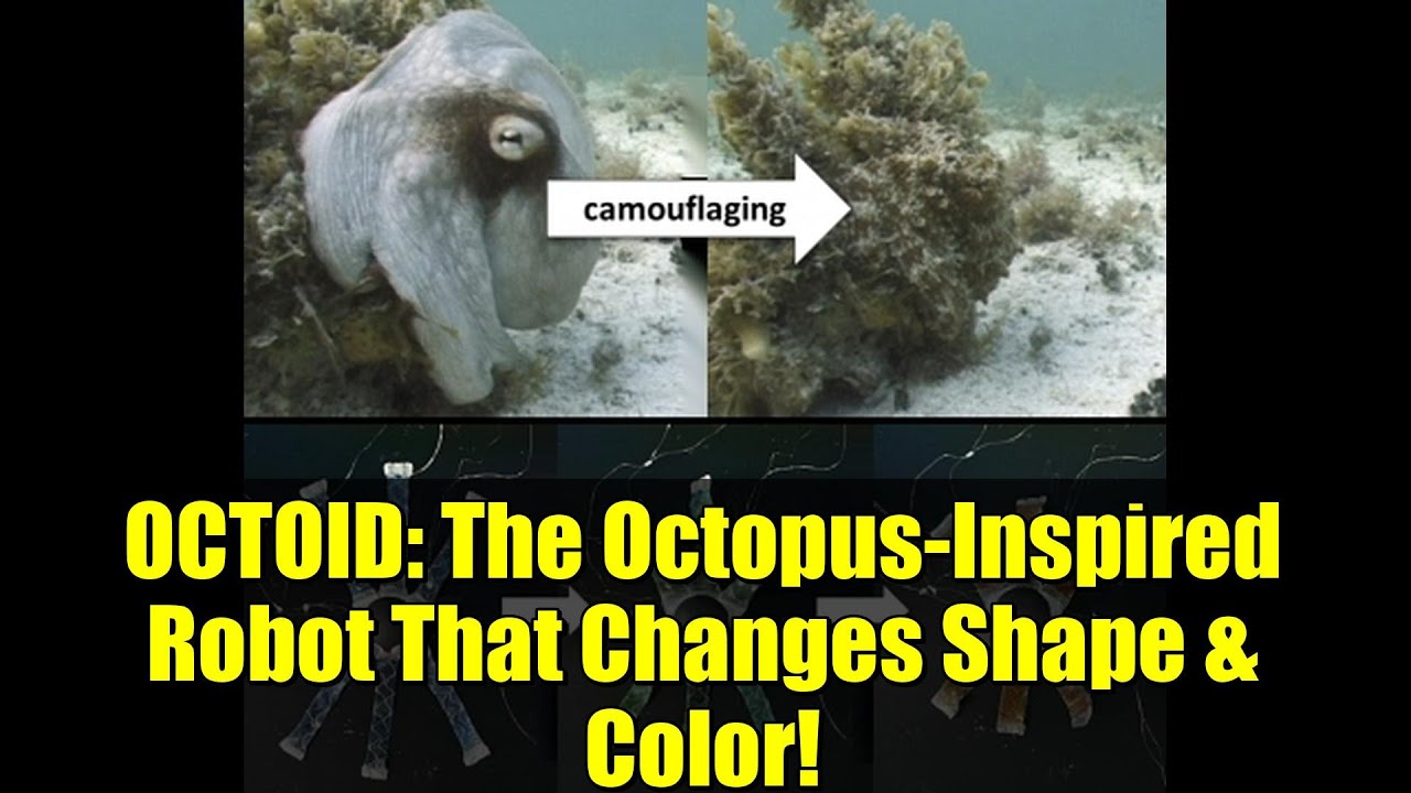 OCTOID: Робот, вдохновленный осьминогом, который меняет форму и цвет!