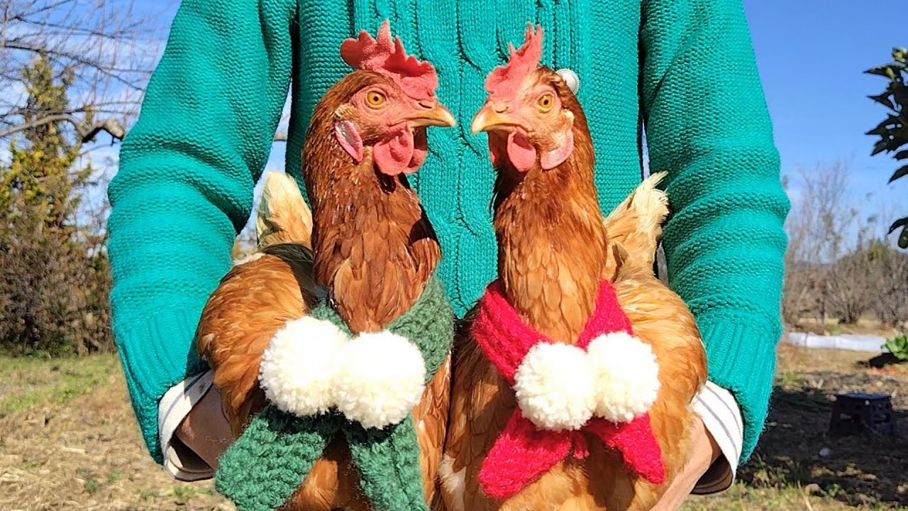 【鶏飼育】メリークリスマス！あかねとこがねから皆様へ☆　#77