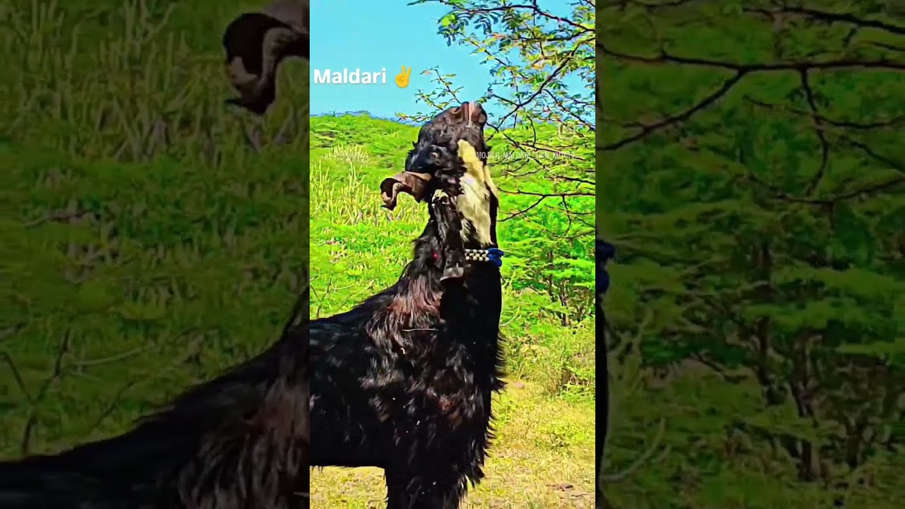 maldari ✌️