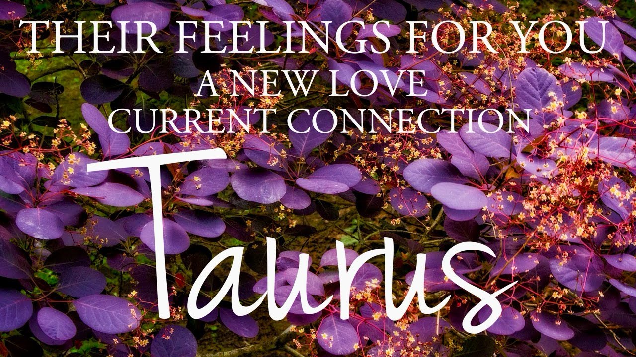 TAURUS love tarot ♉️ Someone Who Wants To Confess Their Love For You Taurus 🩷 It’s Important