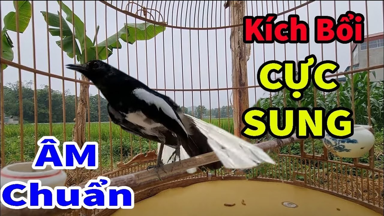 CHÒE THAN HÓT ĐẤU SIÊU CĂNG LỬA - LUYỆN GIỌNG CHÒE THAN BUỔI SÁNG - Suara Burung Kacer Gacor 2026