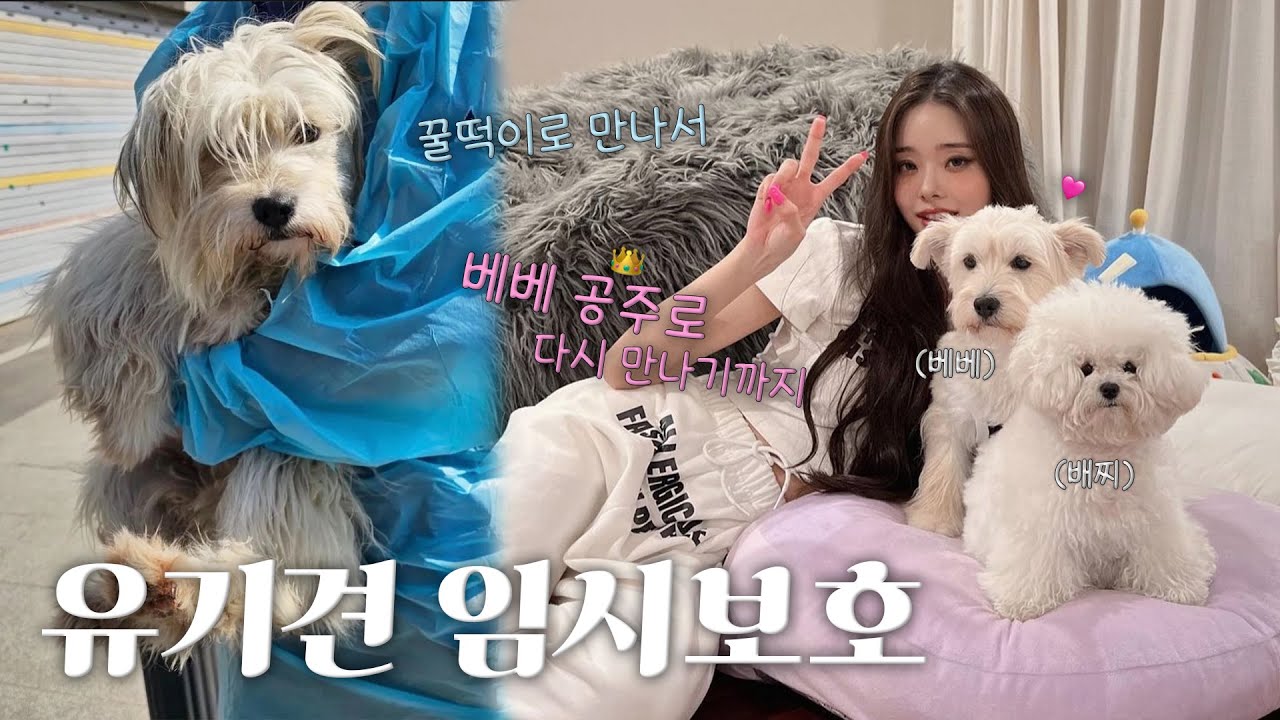 [CC] Vlog 🐶 베베 만나러 가는 날, 그리고 두 달 후..🤭 / 유기견 임시 보호 [더 프리지아 EP.05]