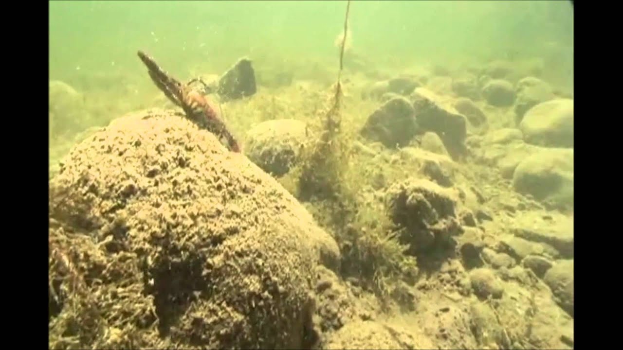 Dahlberg Clackin Crayfish River2Sea Produktvideo 1