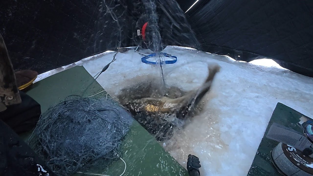 Talviverkoilla/Meinasin jo vaihtaa verkkojen paikkaa mutta kuinkas kävikään.