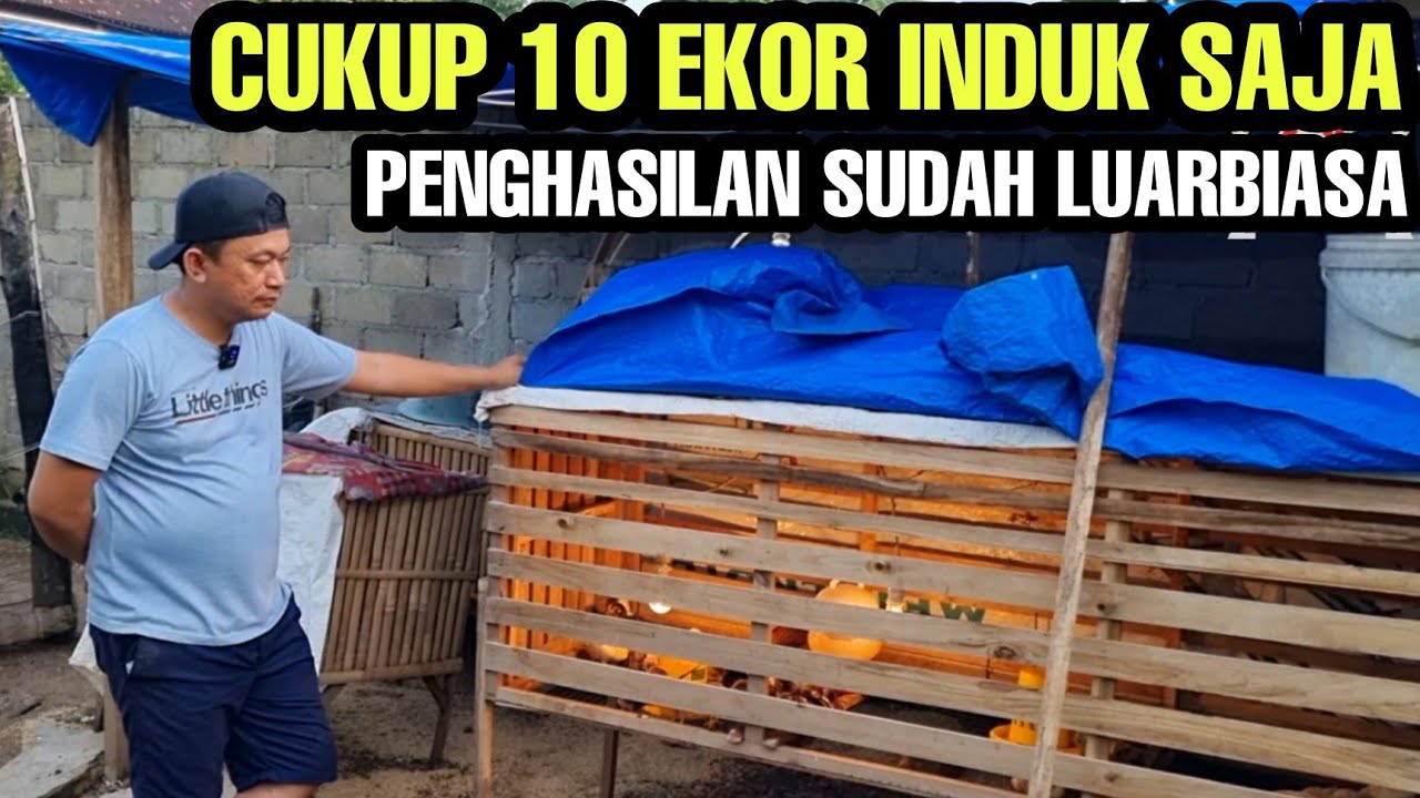 SUKSES TERNAK AYAM KAMPUNG SKALA RUMAHAN💯