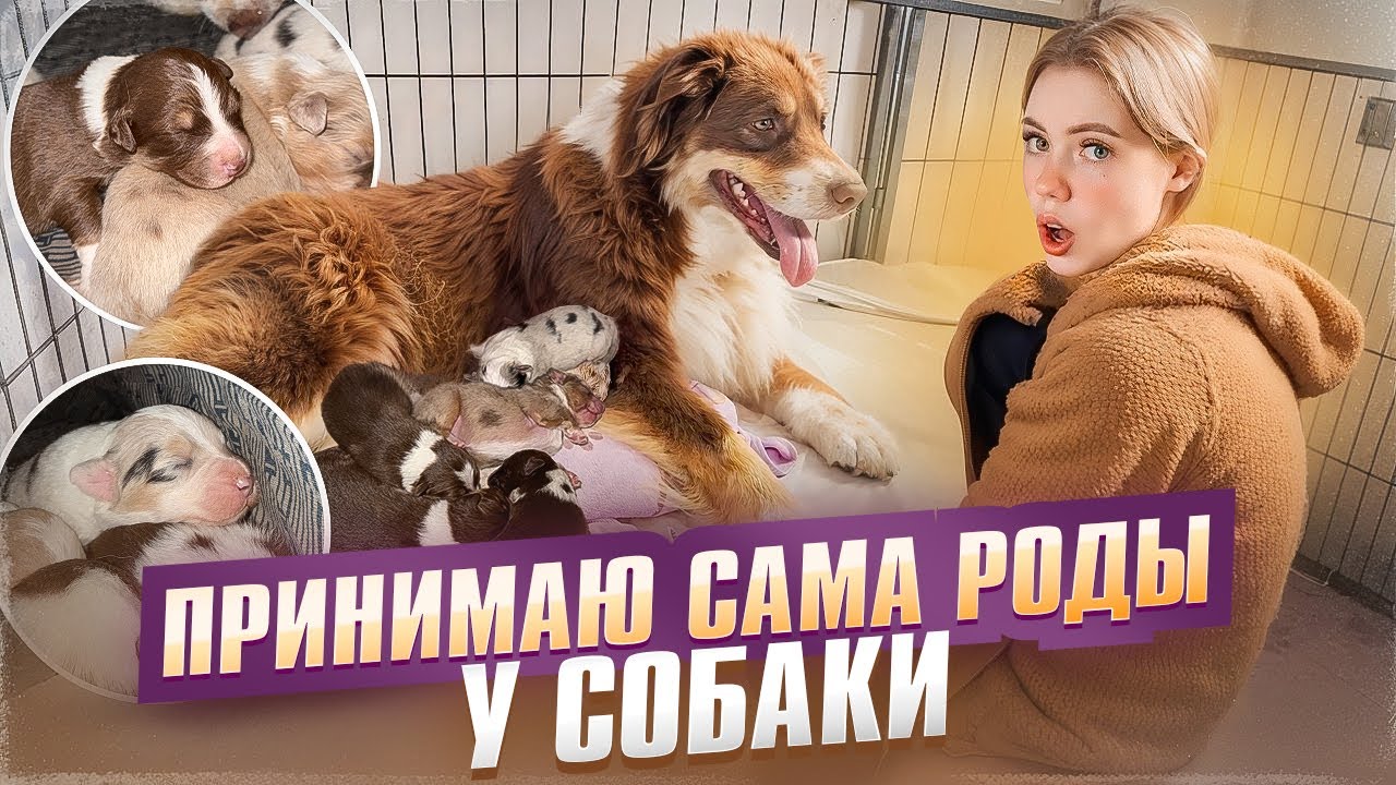 МОЯ СОБАКА РОДИЛА!! КАК ЭТО БЫЛО?