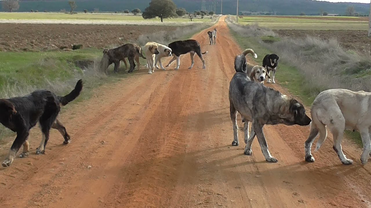Los mastines en acción