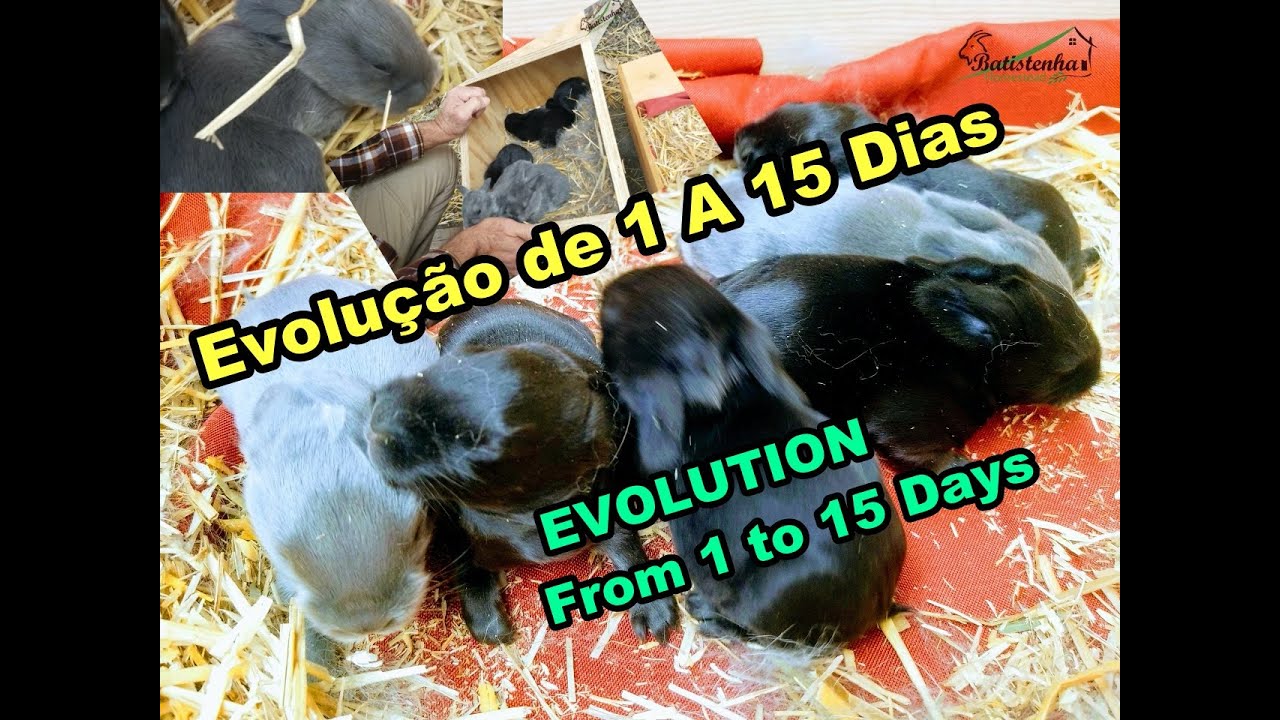 Coelhos Como Crescem Rápido! EVOLUÇÃO De 1 a 15 Dias / Rabbits Grow Fast! From 1 to 15 Days