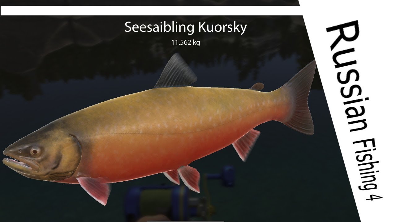 Russian Fishing 4 - # 28 - Seesaibling Kuorsky Drill