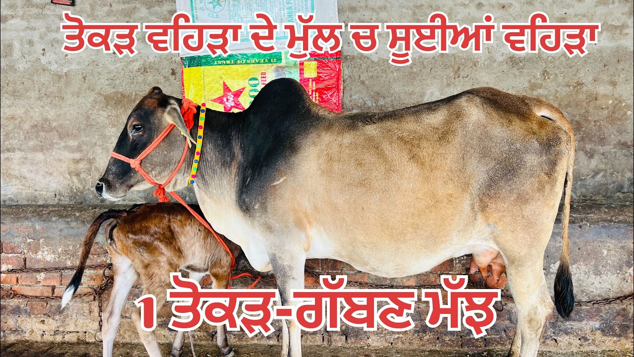 1 ਤੋਕੜ ਗੱਬਣ ਮੱਝ 🔥3 ਸੂਈਆਂ ਵਹਿੜਾ ਮਗਰ ਵੱਛੀਆ 🔥3 cow for sale #brardairyfarmmoga 