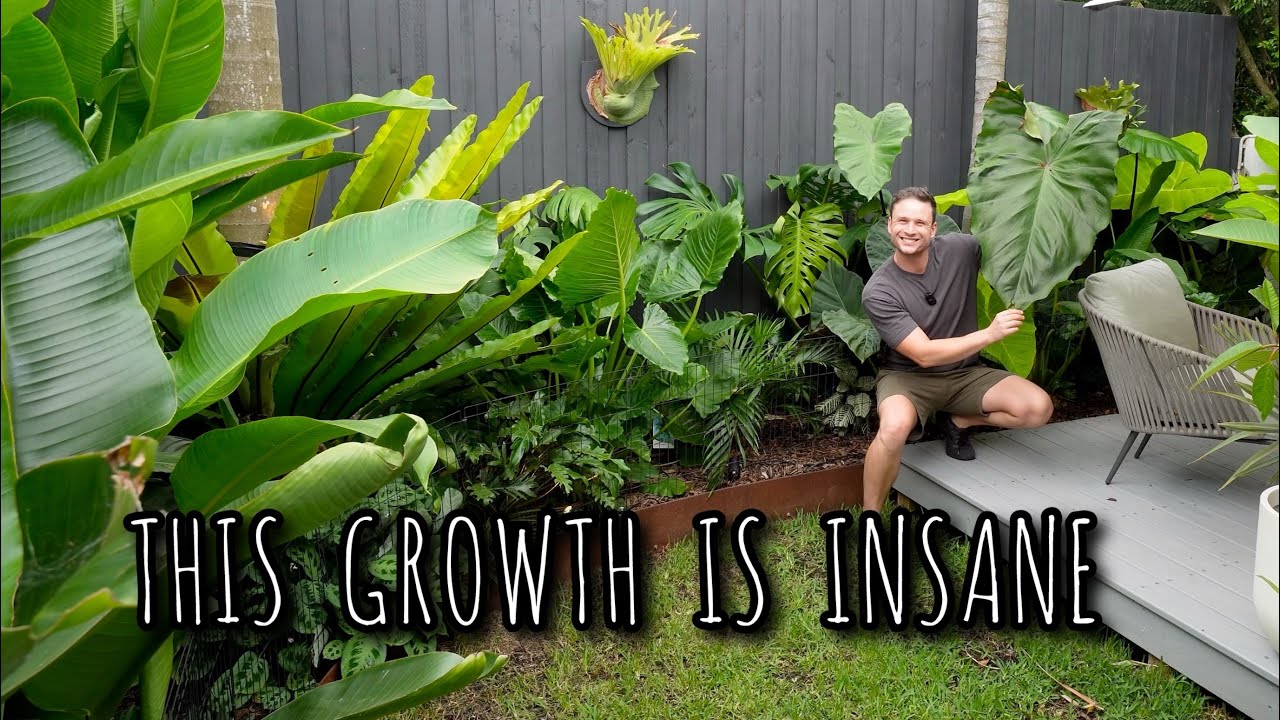 Alocasia Paradise - 10 months of Growth in Tim’s Garden