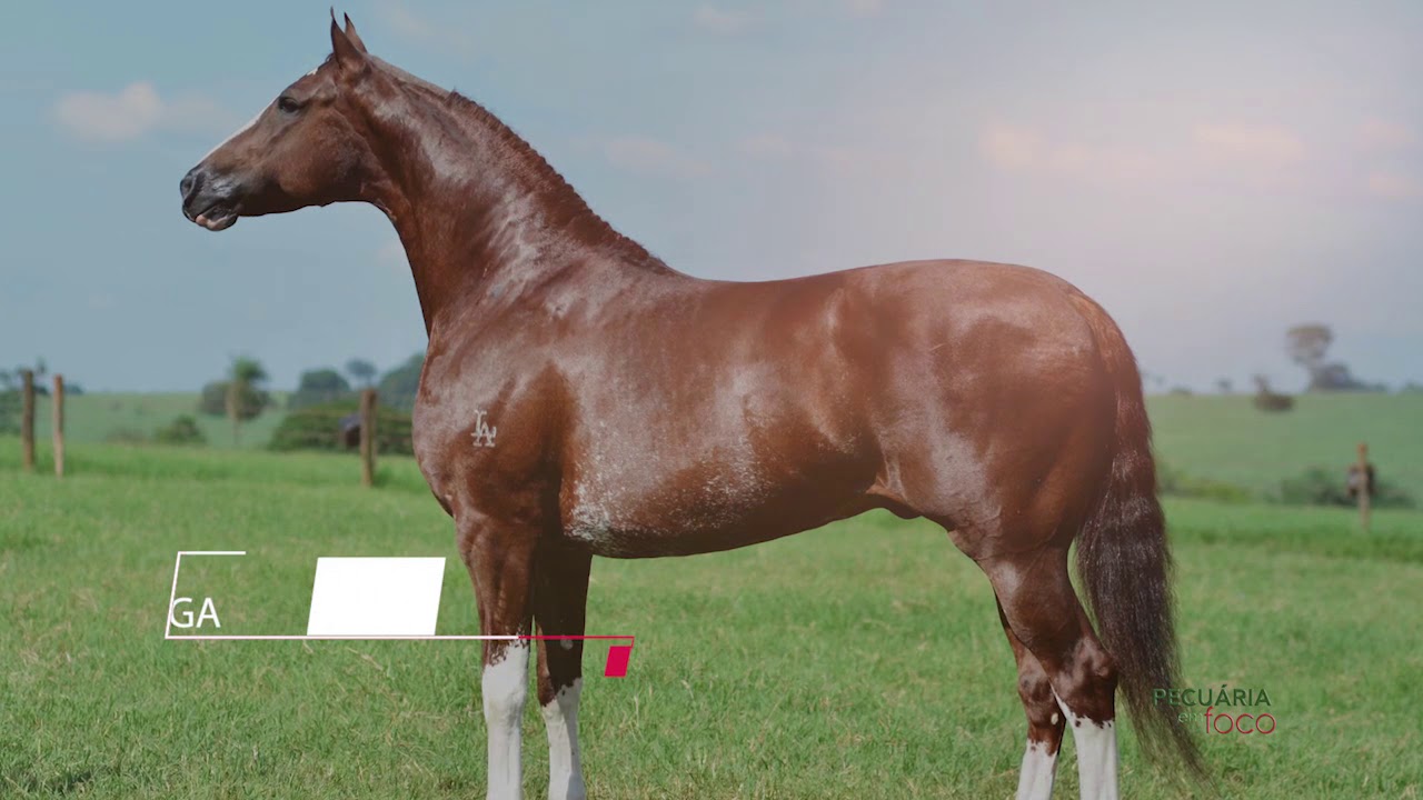 PECUÁRIA EM FOCO - HARAS PIRATININGA E NELORE ESPN