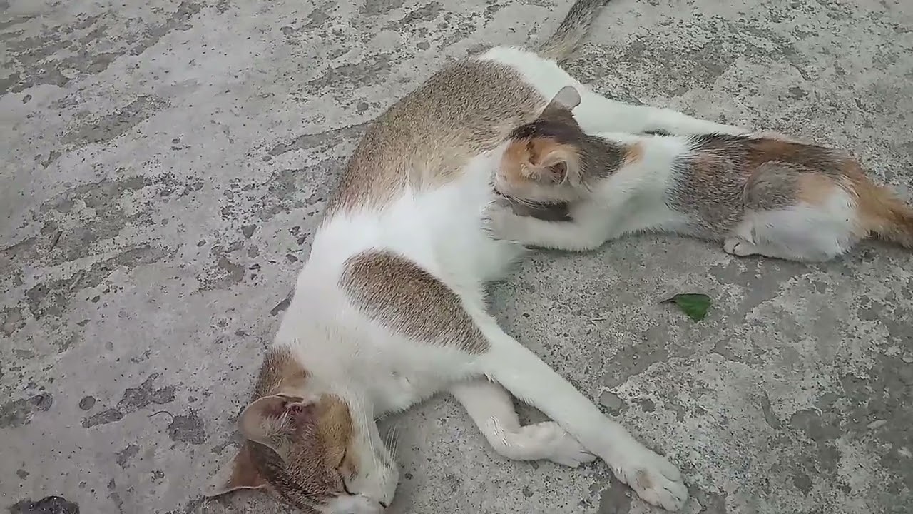 Feeding kitten
