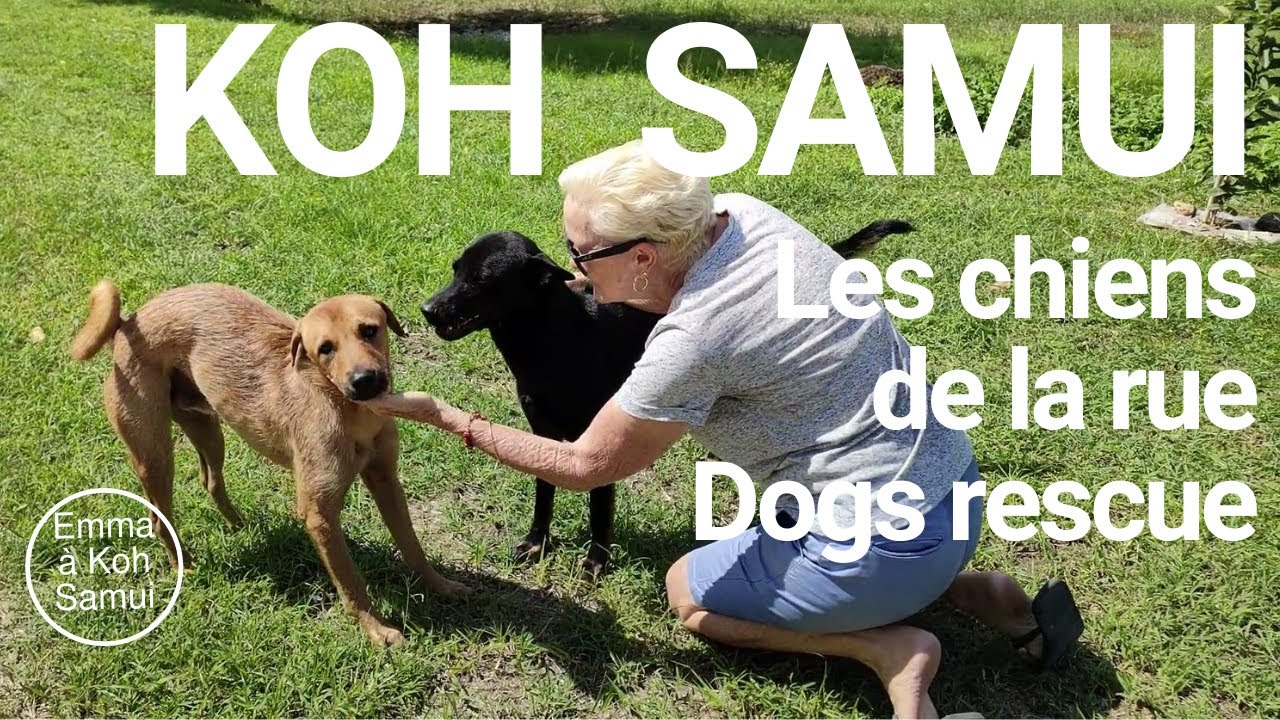 Soigner les chiens, les chats ou les animaux de la rue à Koh Samui Dogs rescue