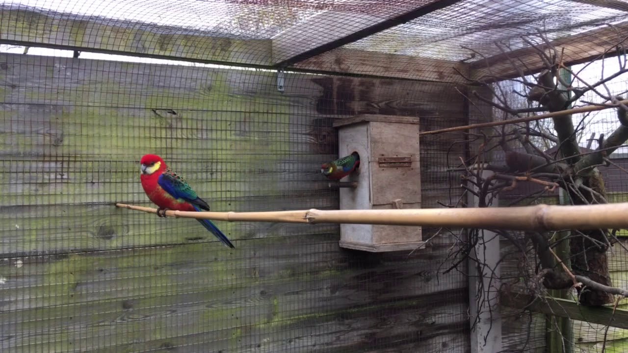Western Rosella hen checking out nest box in 2018
