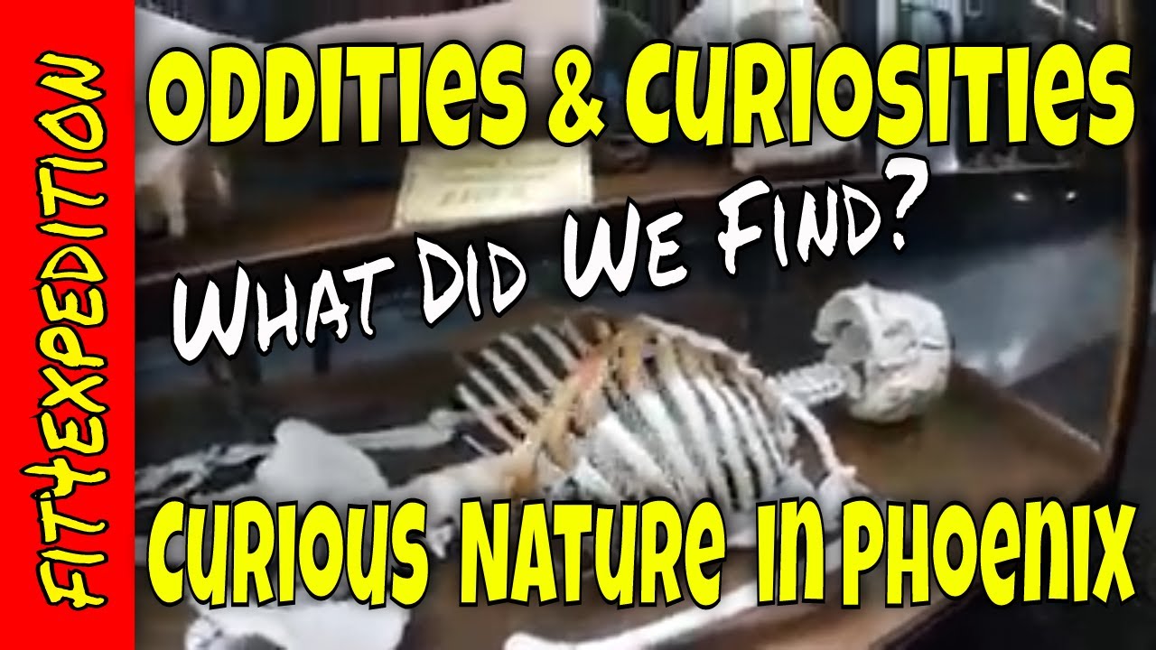Curious Nature Store Tour - Oddities, Curiosities and Taxidermy in Phoenix