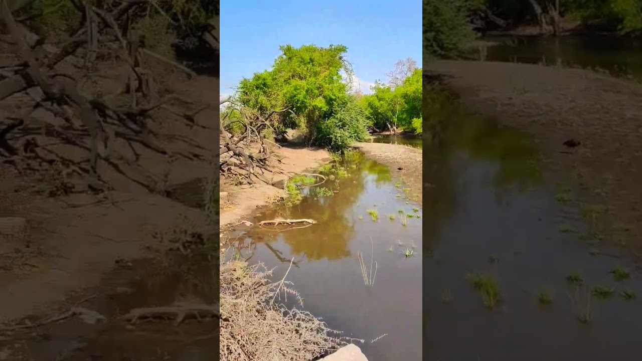Big crocodile in river || natural beauty || wildlife forest 