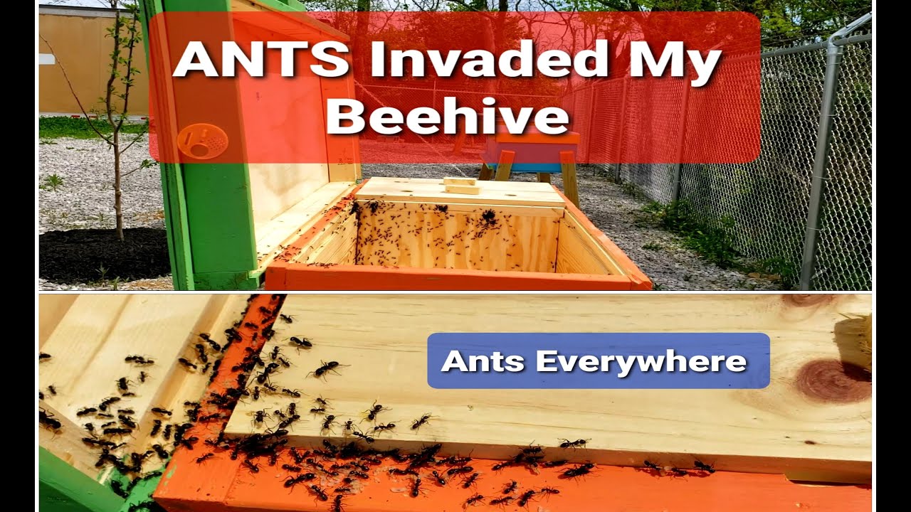 Ants invaded a Beehive, Now What? #honeybbes #beekeeping #antsinbeehive