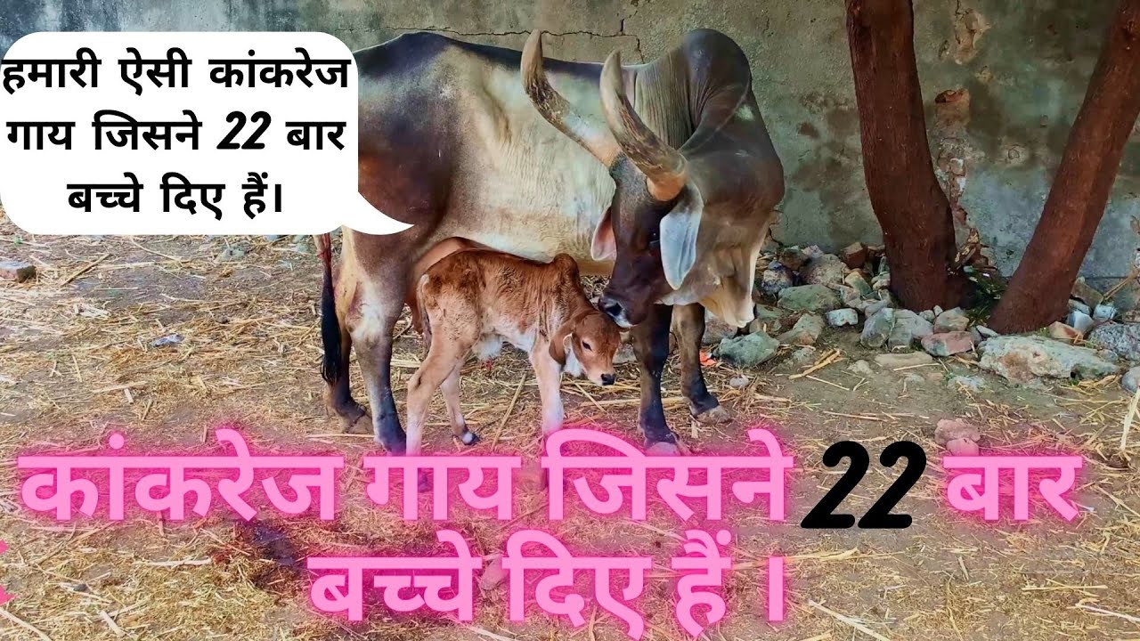 Kankrej cow With 22 Calfs | कांकरेज गाय जिसने 22 बार बच्चे दिए | Kankrej #kankrejcow #jayramdesai