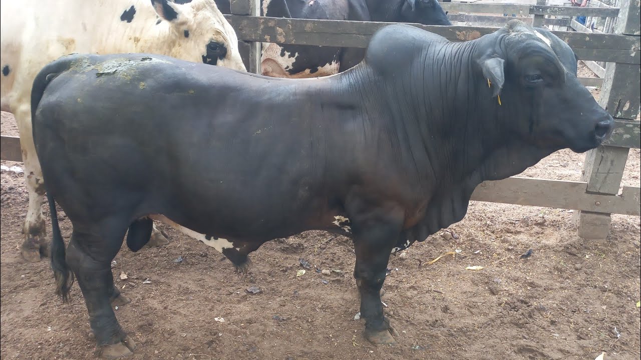Feira de gado em canafistula de Frei Damião Alagoas 27/01/2025#nordeste