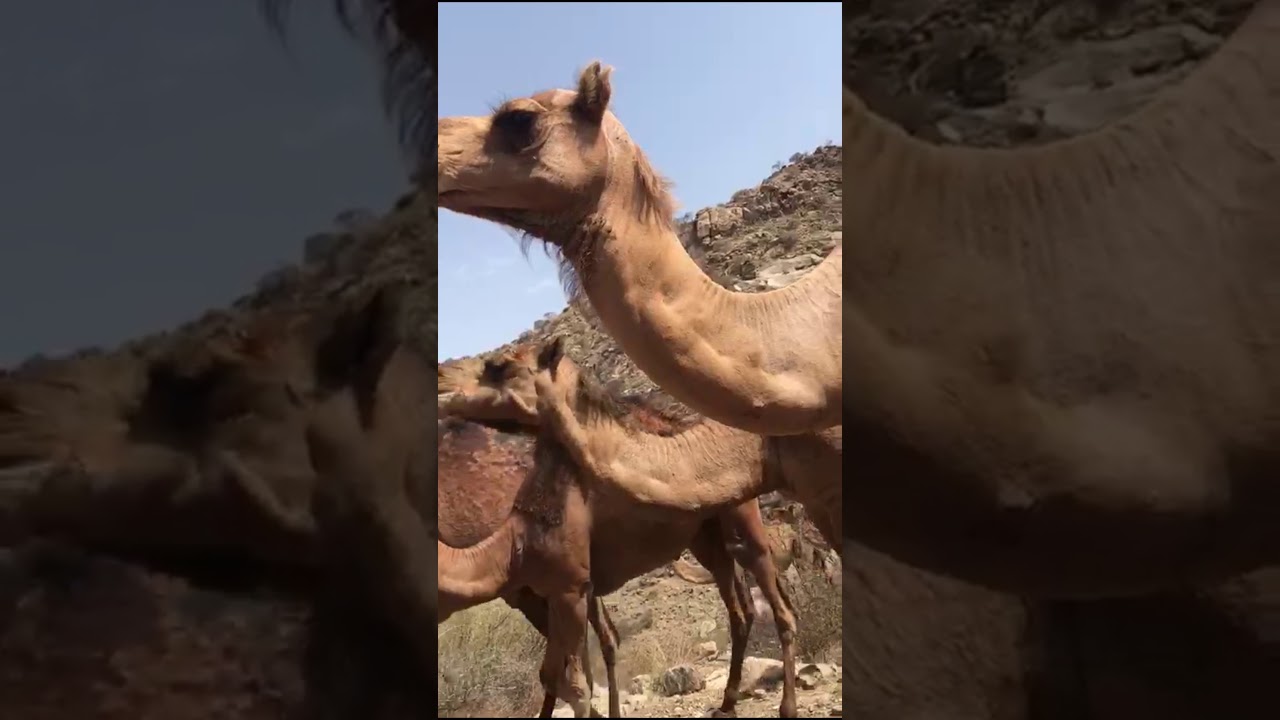 إبل آل علي من قبيلة بني كعب من هذيل