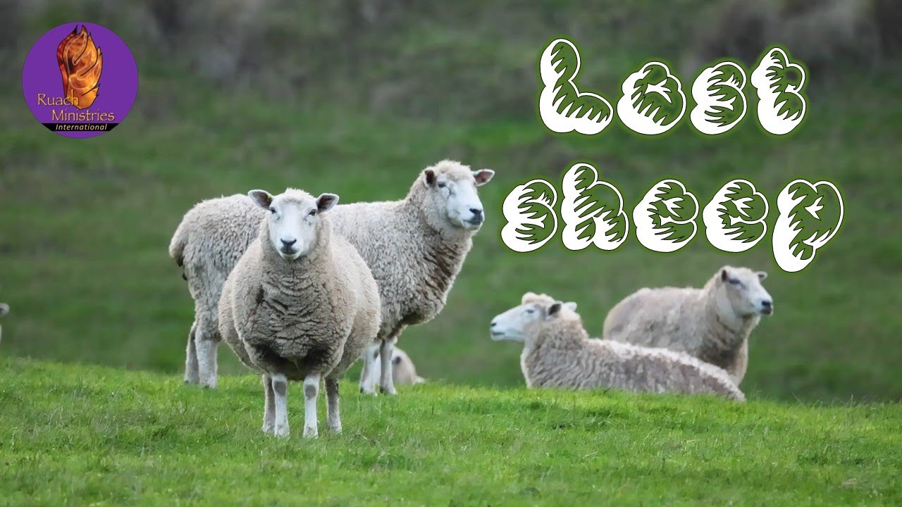 The Lost Sheep: Understanding Yeshua's Call to Covenant Unity