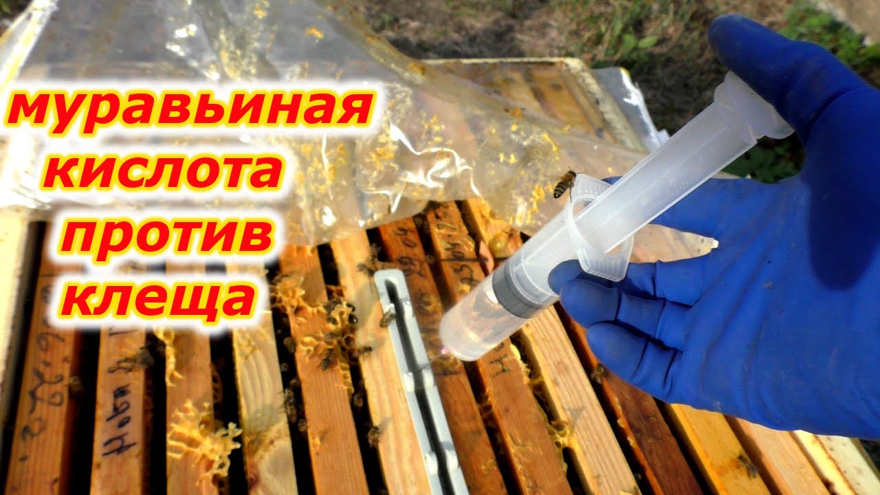 МОЖЕТ-ЛИ МУРАВЬИНАЯ КИСЛОТА действительно спасти ваш улей от клещей варроа?