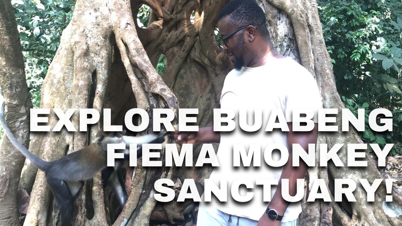 Buabeng Fiema Monkey Sanctuary: A Hidden Gem with a Monkey Cemetery!