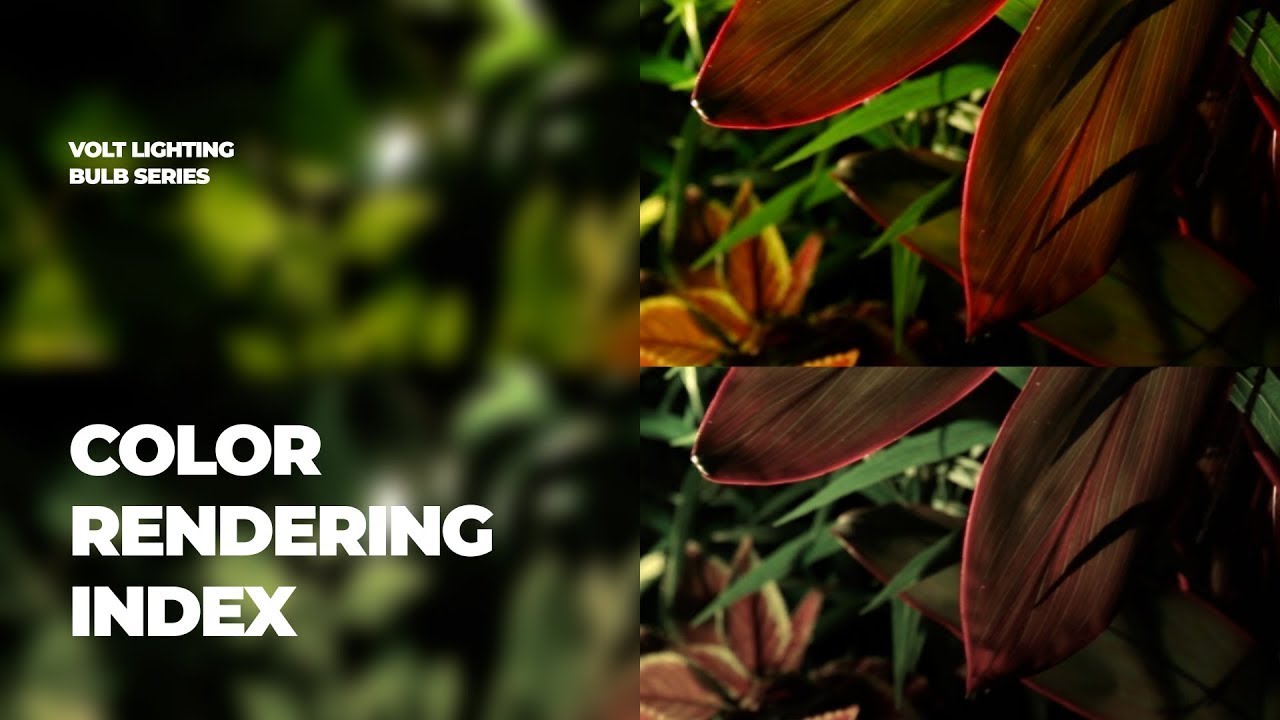 What is CRI - Color Rendering Index? | Bulb Series