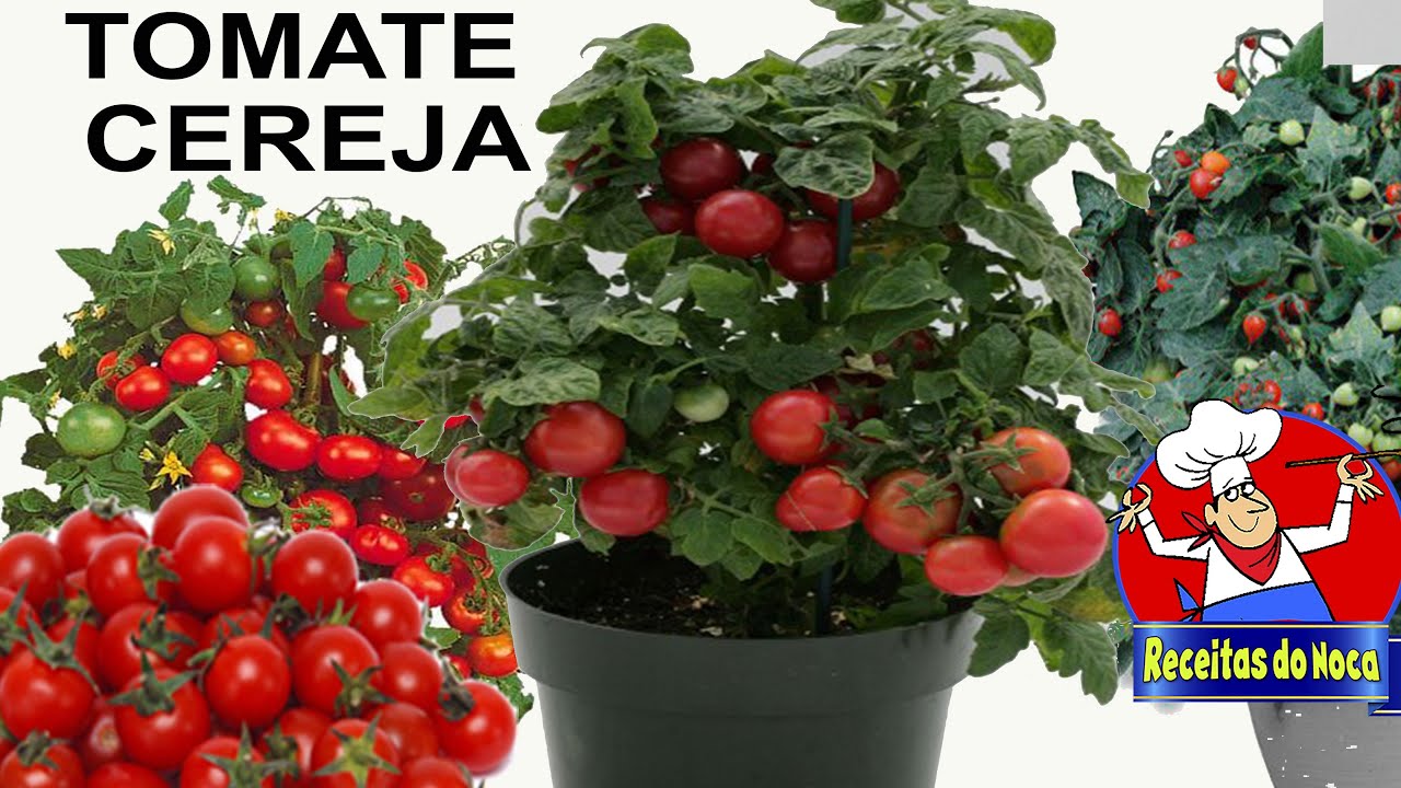 COMO PLANTAR TOMATE CEREJA NO VASO