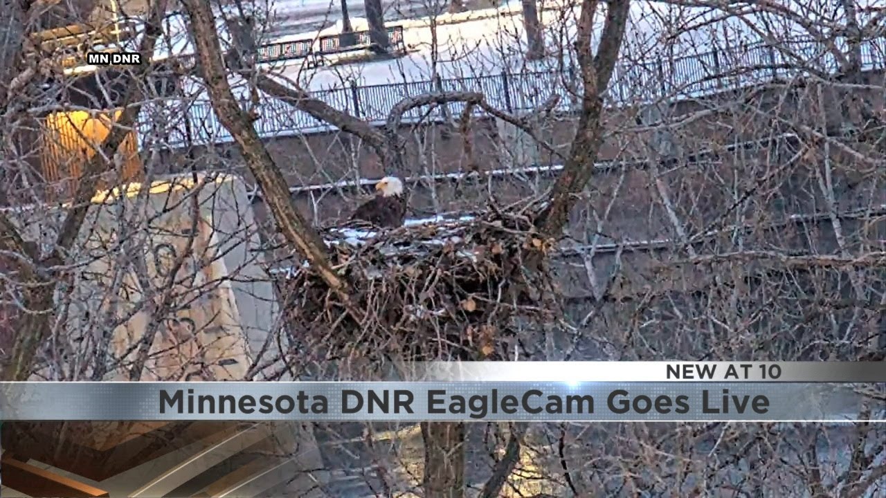 MN DNR EagleCam goes live on GivingTuesday
