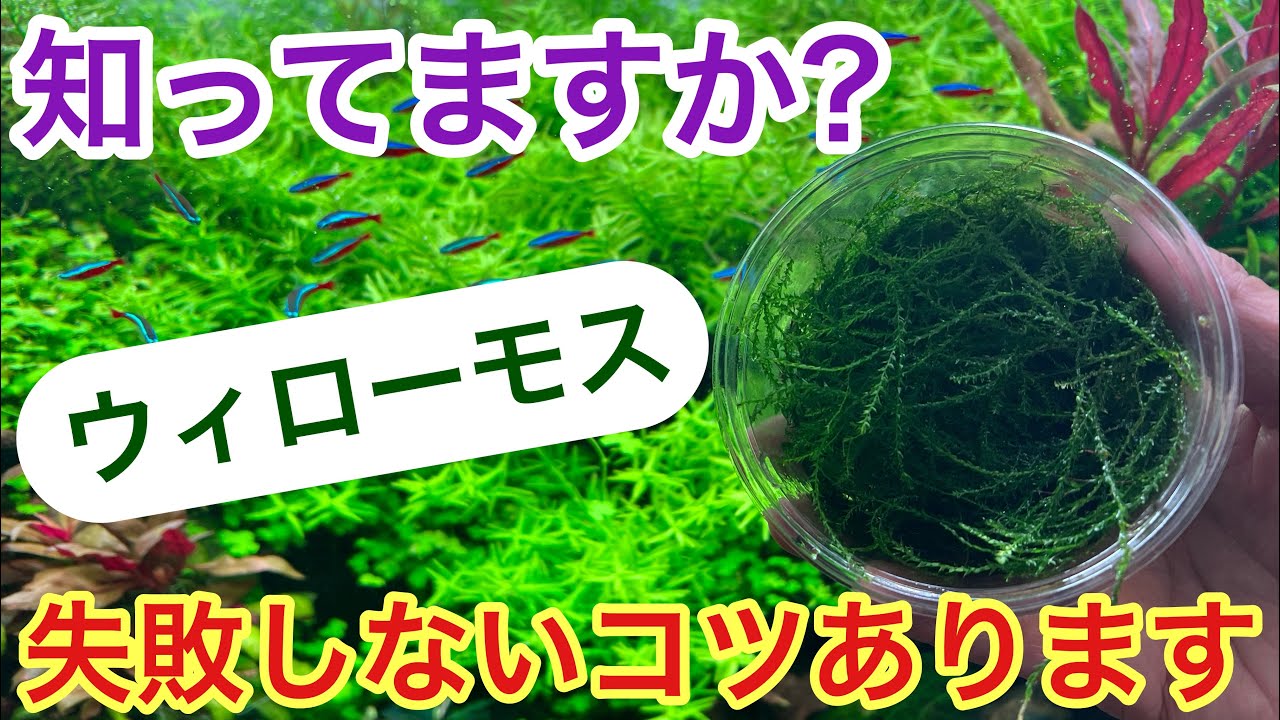 【なっ得情報!!】失敗しないウィローモスの植え方・育て方